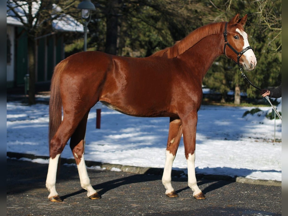 Zangersheider Mare 2 years 16,1 hh Chestnut-Red in Halbenrain