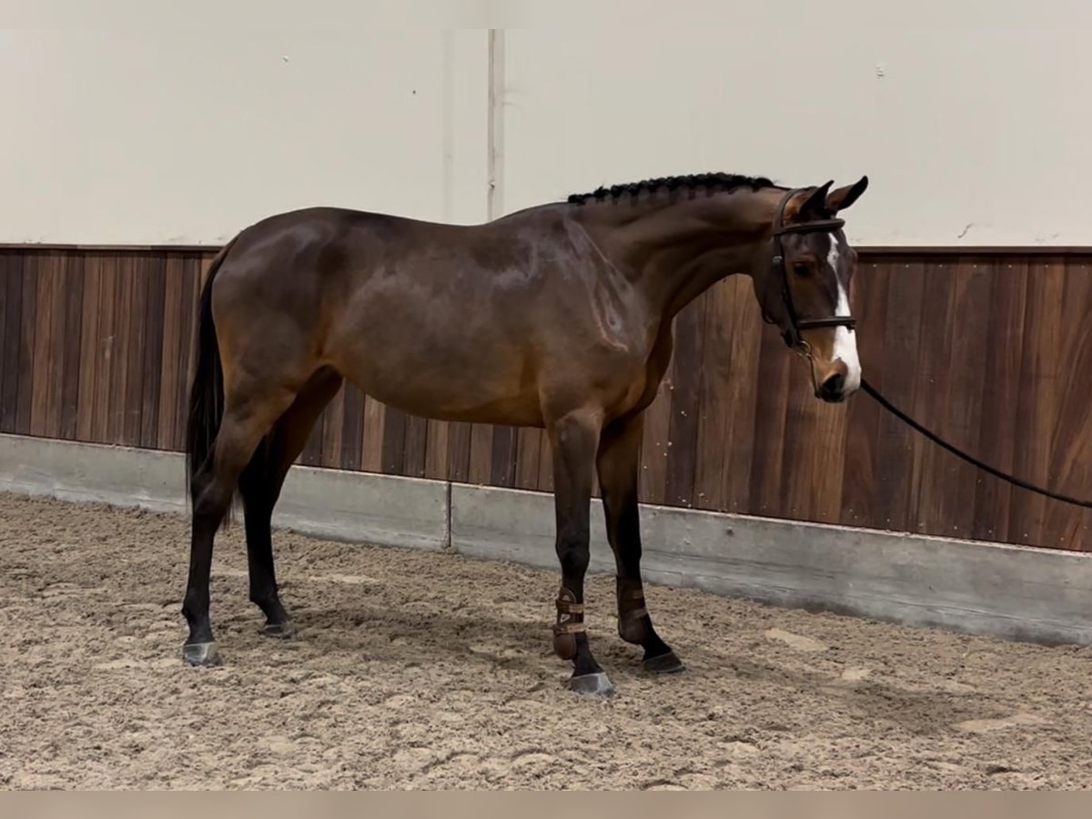 Zangersheider Mare 2 years 16 hh Bay-Dark in GROTE-BROGEL