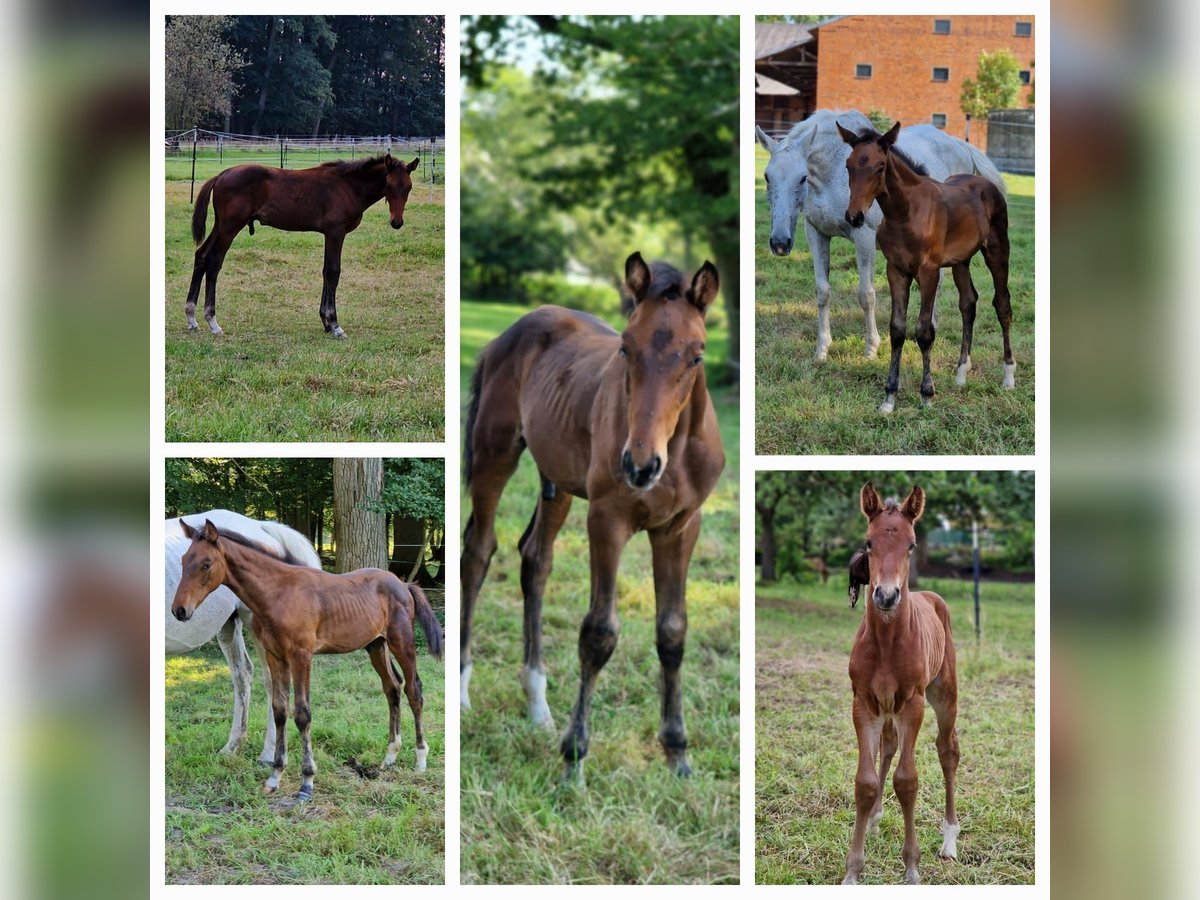 Zangersheider Mare 2 years 16 hh Brown in Schnega Lütenthien