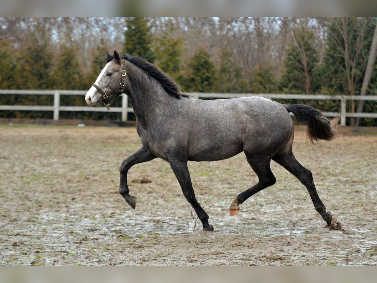 Zangersheider Mare 2 years 16 hh Grey in Radziej&#xF3;w