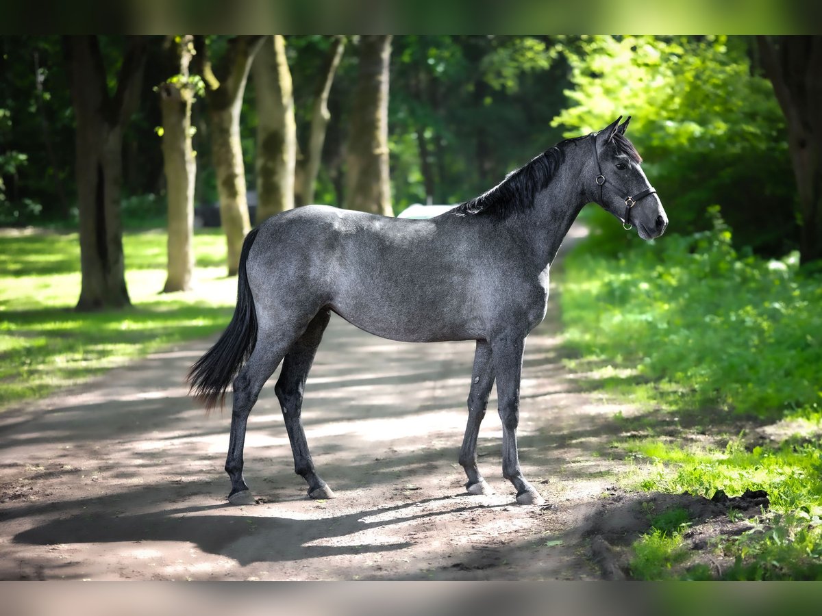 Zangersheider Mare 2 years 16,2 hh Gray in Kaunas