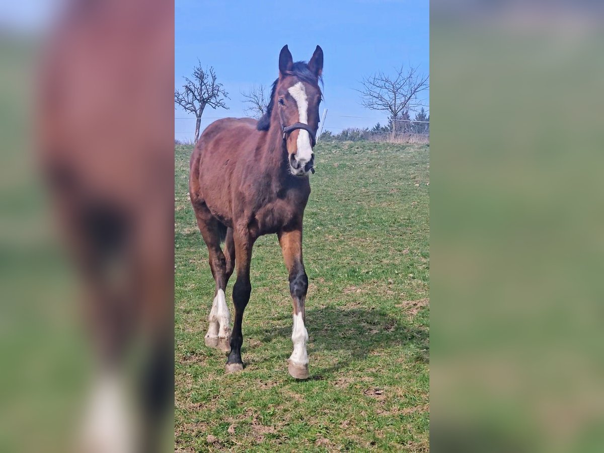 Zangersheider Mare 2 years Brown in Reichelsheim