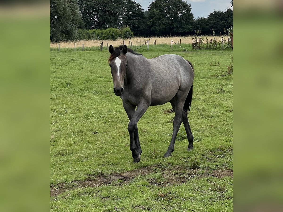 Zangersheider Mare 2 years Grey in Halle-Booienhoven