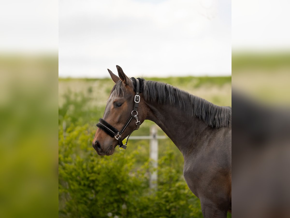 Zangersheider Mare 2 years Smoky-Black in W&#x119;gorzyno