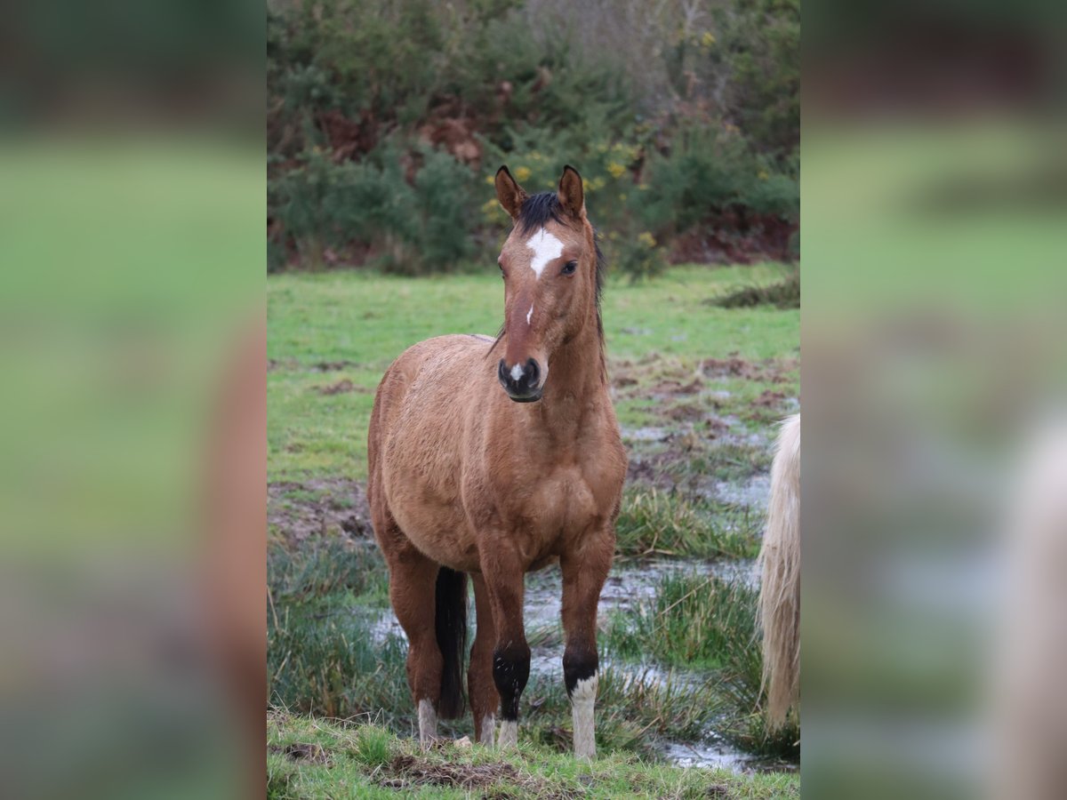 Zangersheider Mare 3 years 13,1 hh Dun in Beaumont pied-de-boeuf