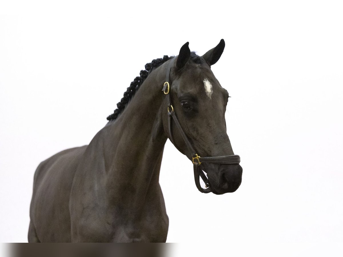 Zangersheider Mare 3 years 15,2 hh Black in Waddinxveen