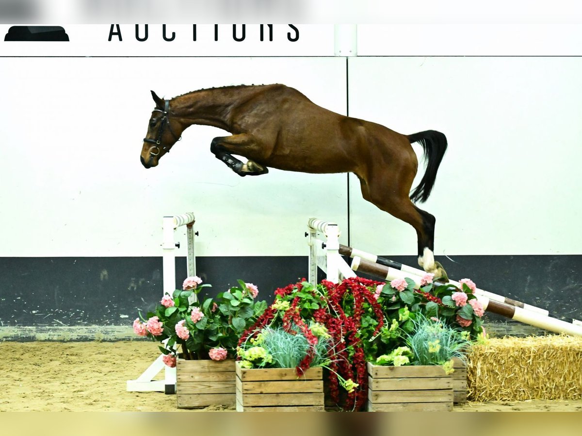 Zangersheider Mare 3 years 15,2 hh Brown in Bladel