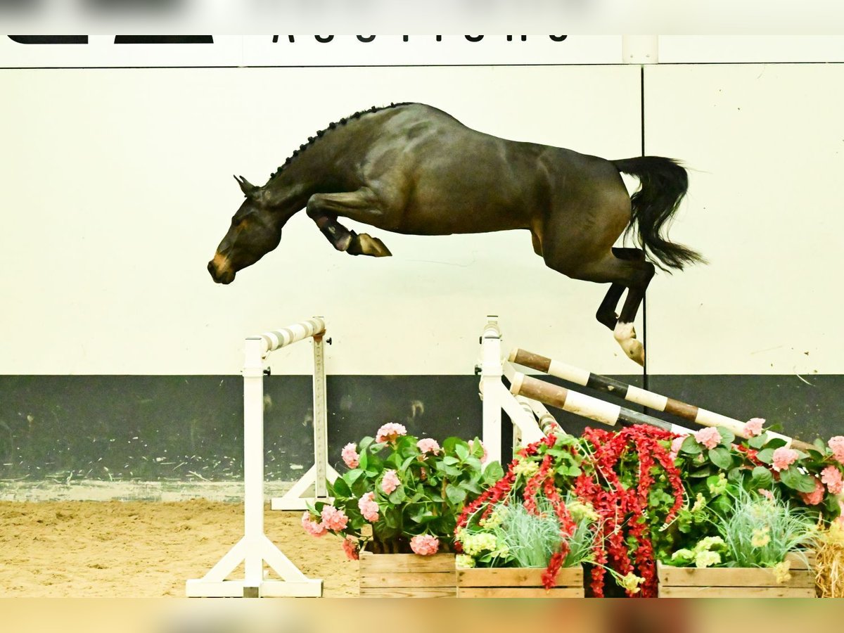 Zangersheider Mare 3 years 15,2 hh Brown in Bladel