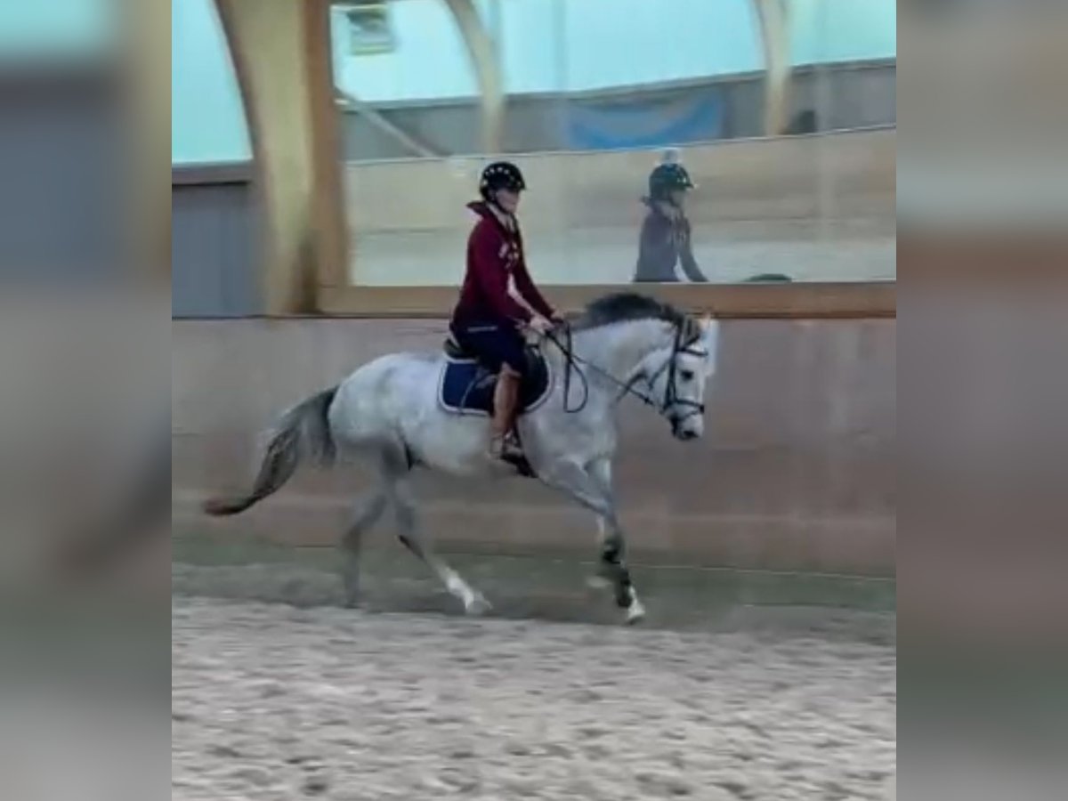 Zangersheider Mare 3 years 15,2 hh Gray in Krempe