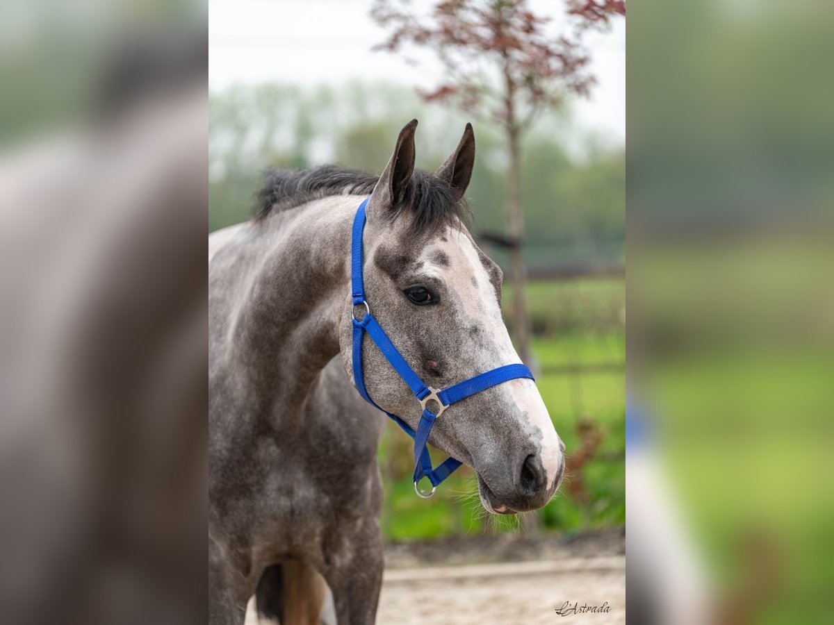 Zangersheider Mare 3 years 15,3 hh Gray in Bladel