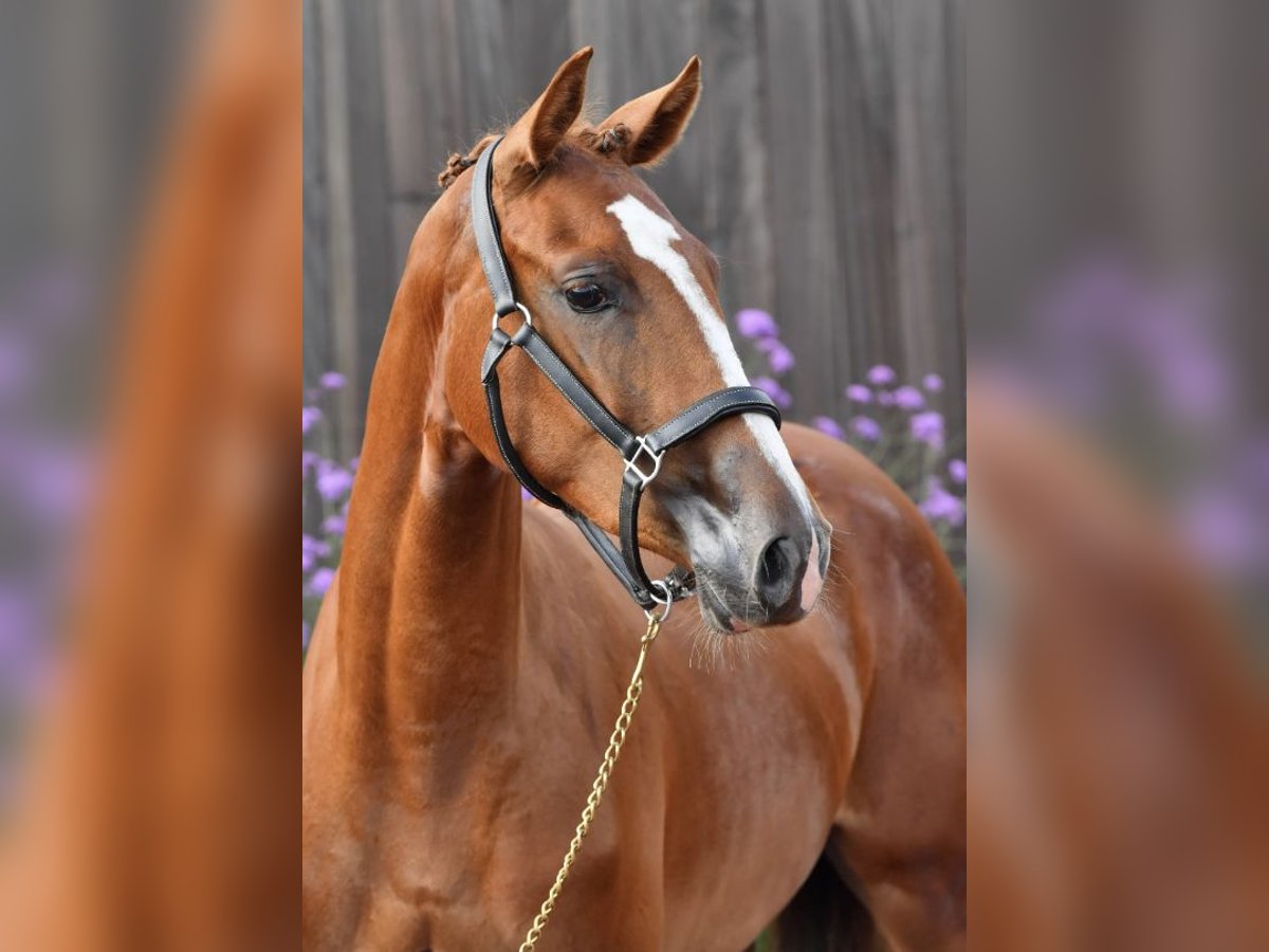 Zangersheider Mare 3 years 16 hh Chestnut-Red in Paj&#x105;k&#xF3;w