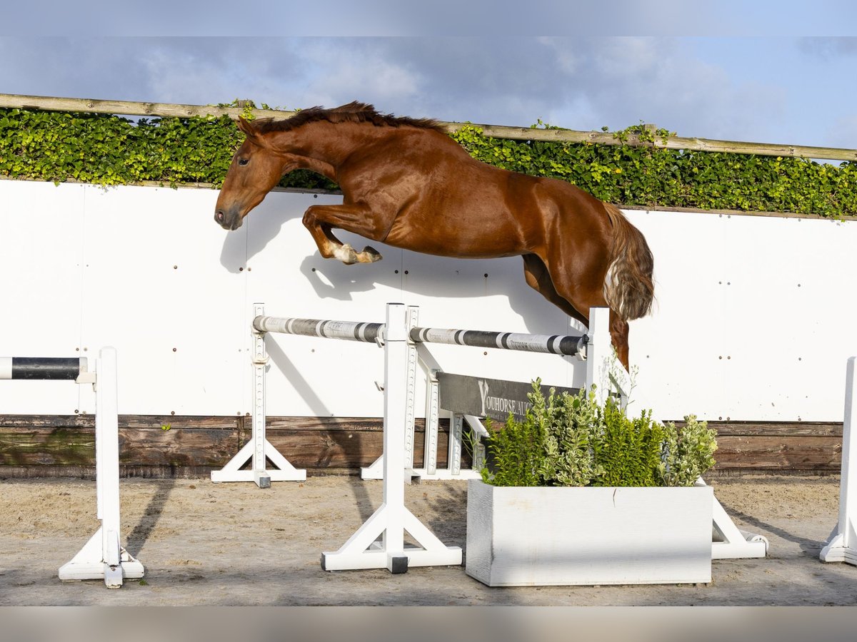 Zangersheider Mare 3 years 16 hh Chestnut-Red in Waddinxveen