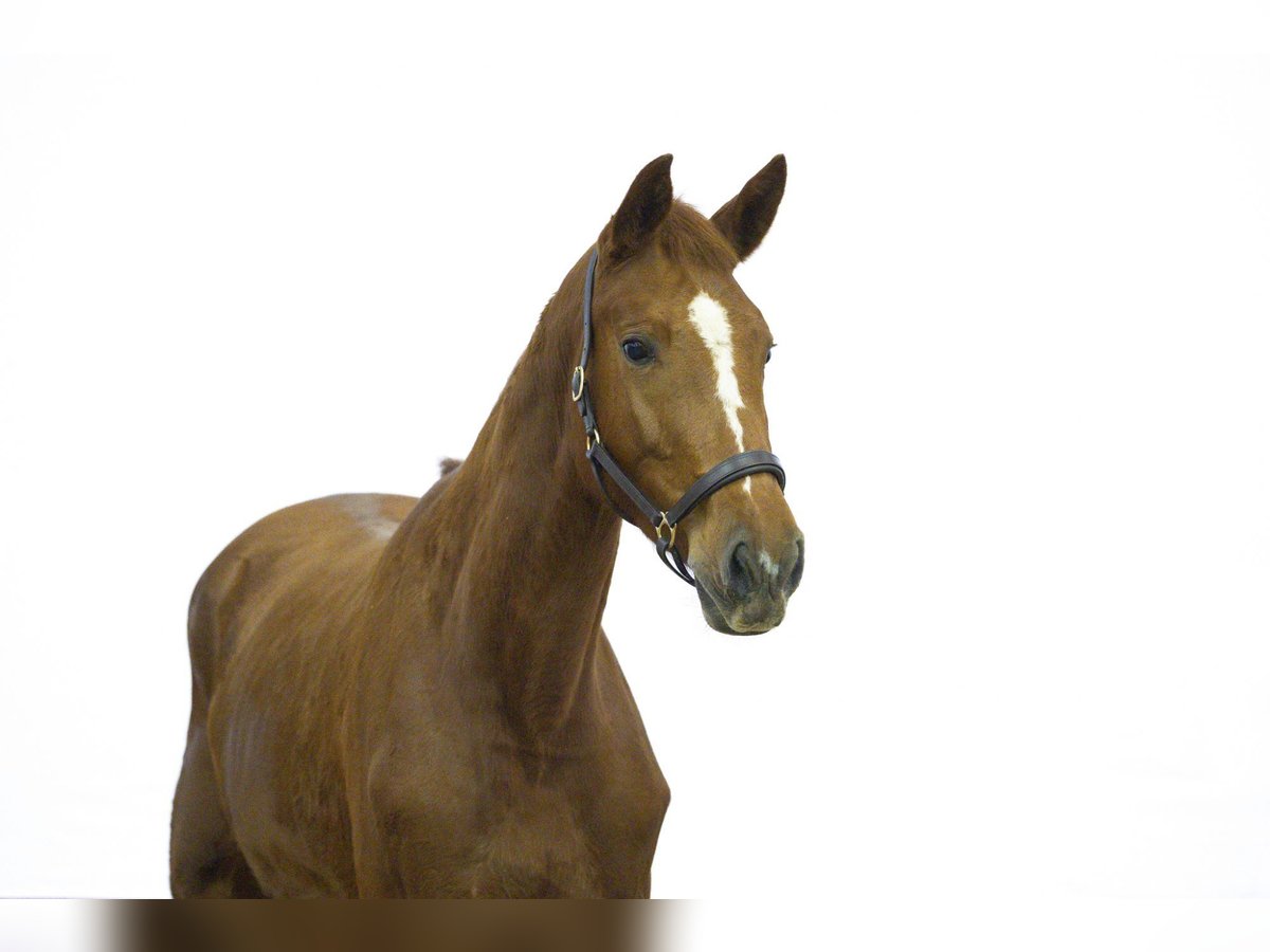 Zangersheider Mare 3 years 16 hh Chestnut-Red in Waddinxveen