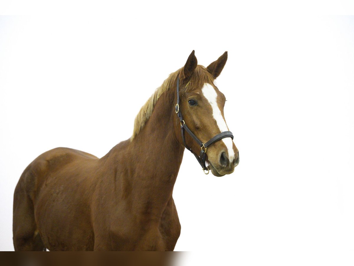 Zangersheider Mare 3 years 16 hh Chestnut-Red in Waddinxveen
