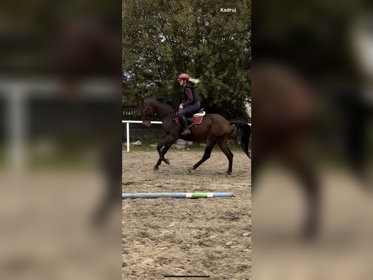 Zangersheider Mare 3 years 16 hh in Karwieńskie Błoto Drugie