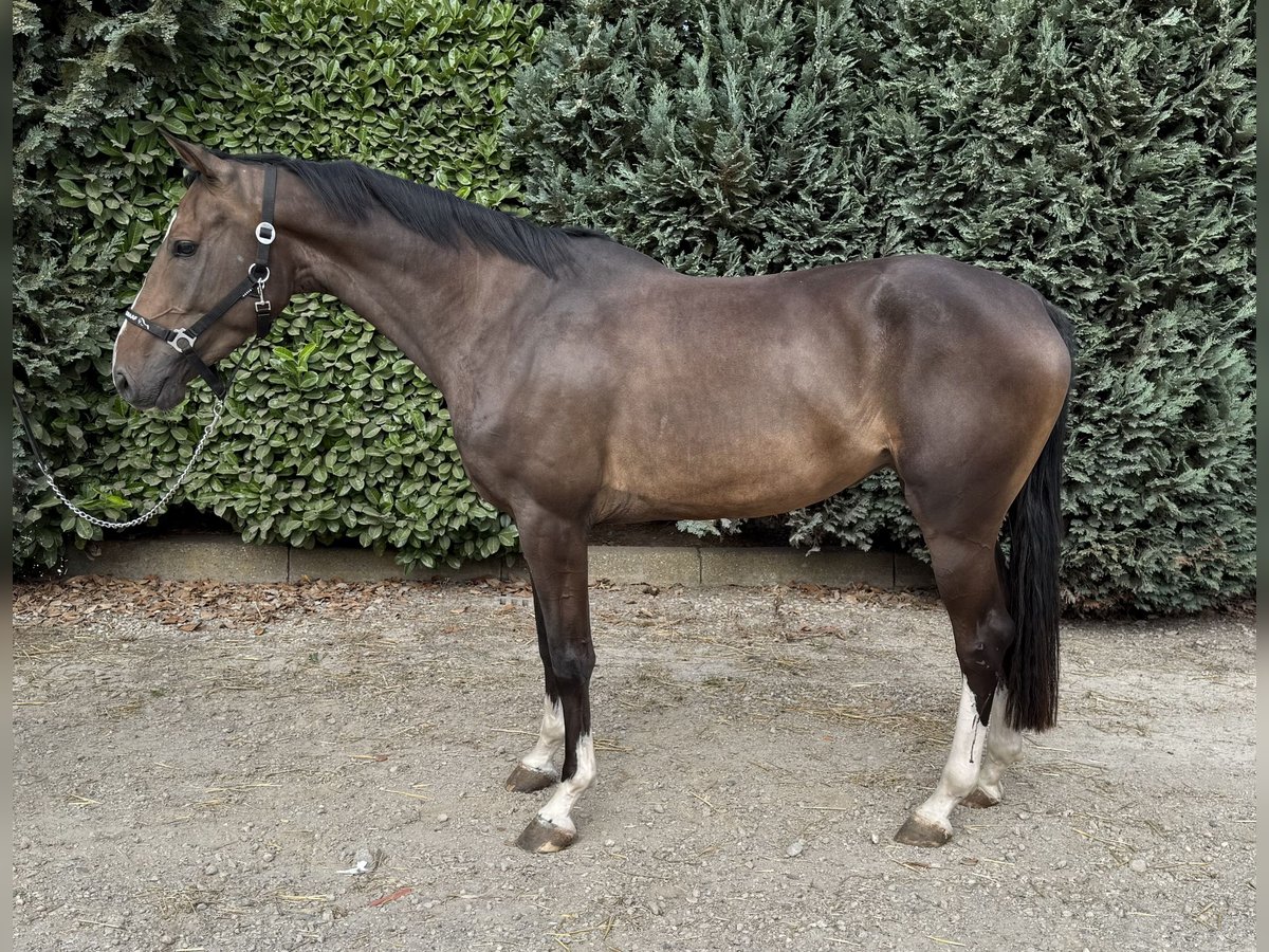 Zangersheider Mare 3 years 16 hh in Oud Gastel