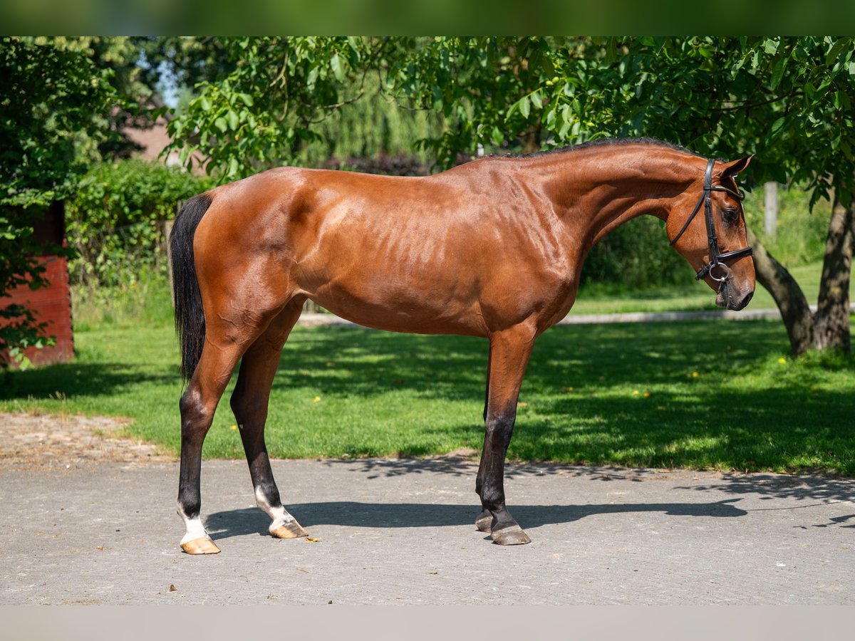 Zangersheider Mare 3 years 16,1 hh in GROTE-BROGEL