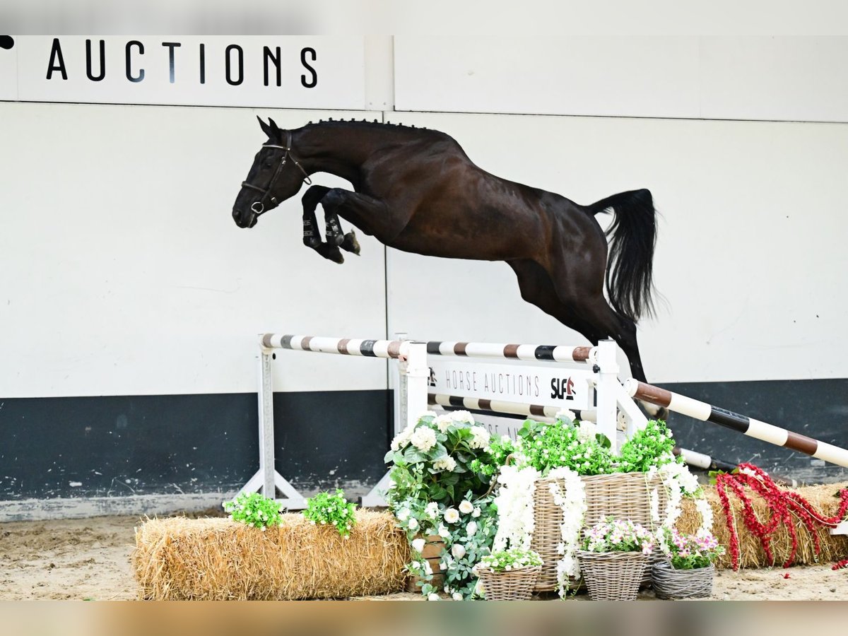 Zangersheider Mare 3 years 16,2 hh Bay-Dark in Bladel