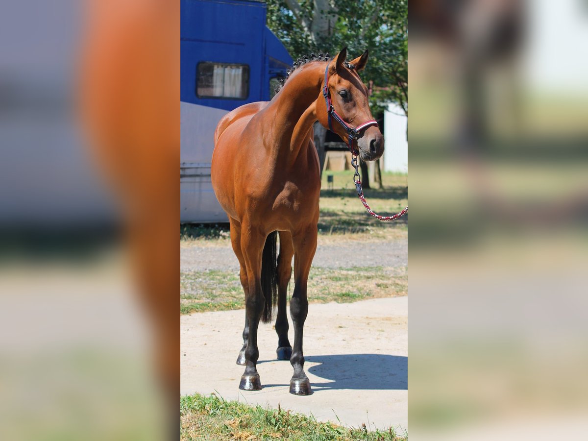 Zangersheider Mare 3 years 16,2 hh Brown in Hódmezővásárhely Zangersheider Mare 3 years 16,2 hh Brown in Hódmezővásárhely