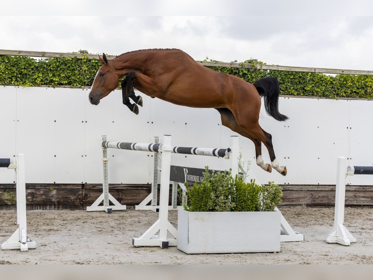 Zangersheider Mare 3 years 16,2 hh Brown in Waddinxveen