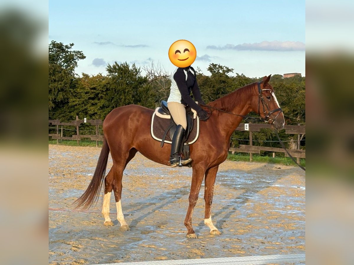 Zangersheider Mare 3 years 16,2 hh Chestnut-Red in Kurtscheid