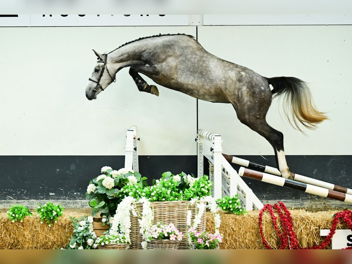 Zangersheider Mare 3 years 17 hh Gray in Bladel