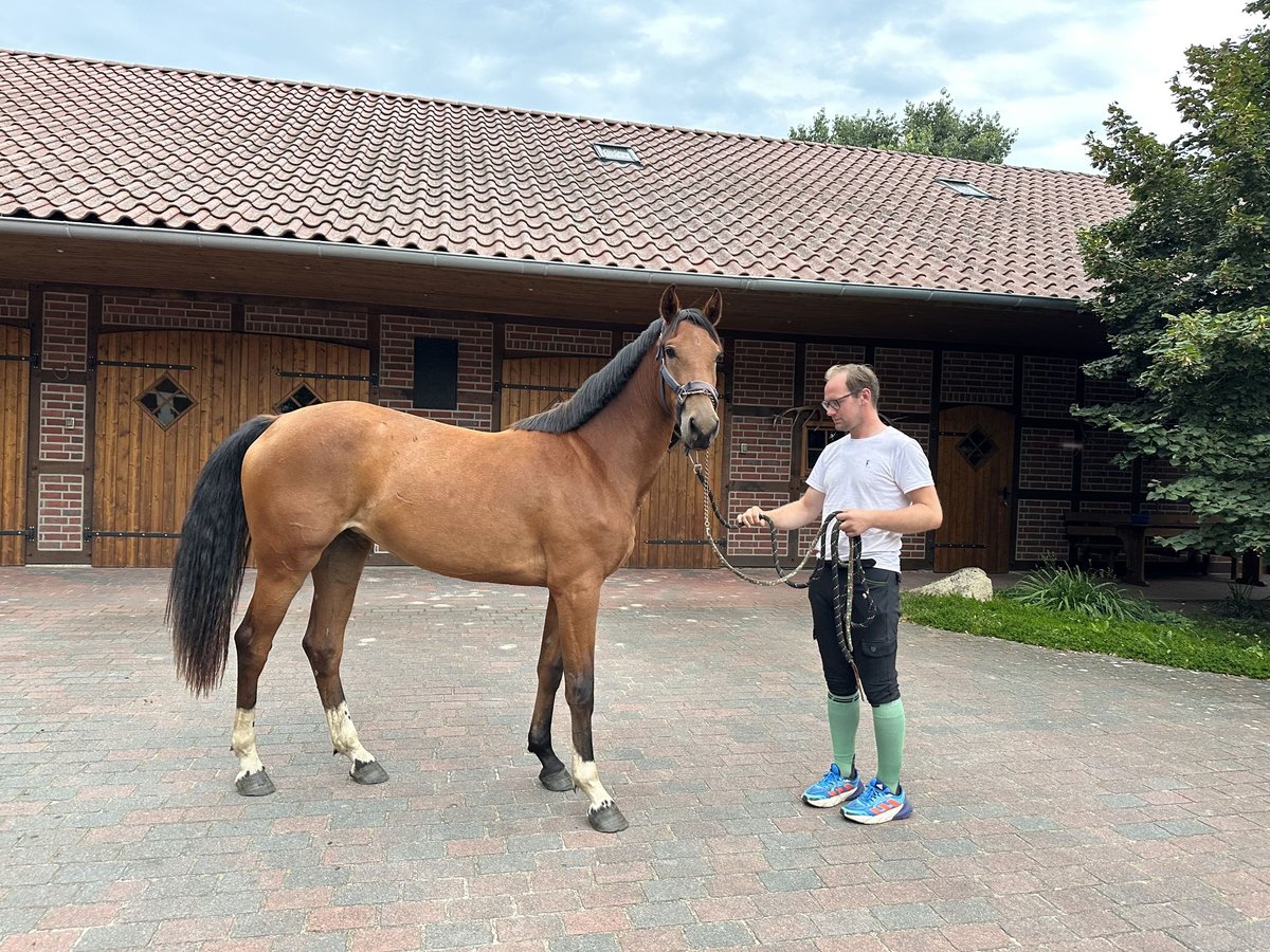 Zangersheider Mare 3 years Brown in Schwarmstedt