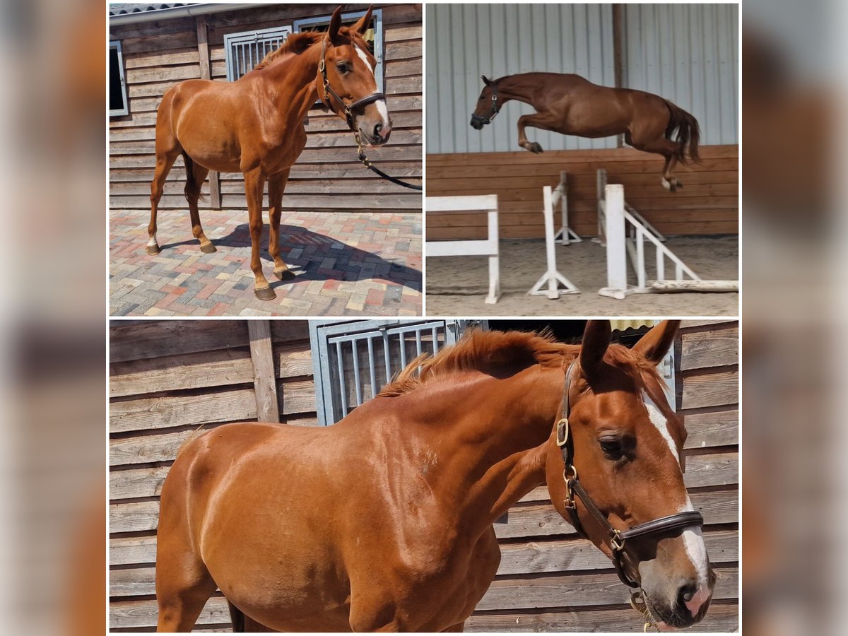 Zangersheider Mare 3 years Chestnut-Red in Den Ham Zangersheider Mare 3 years Chestnut-Red in Den Ham
