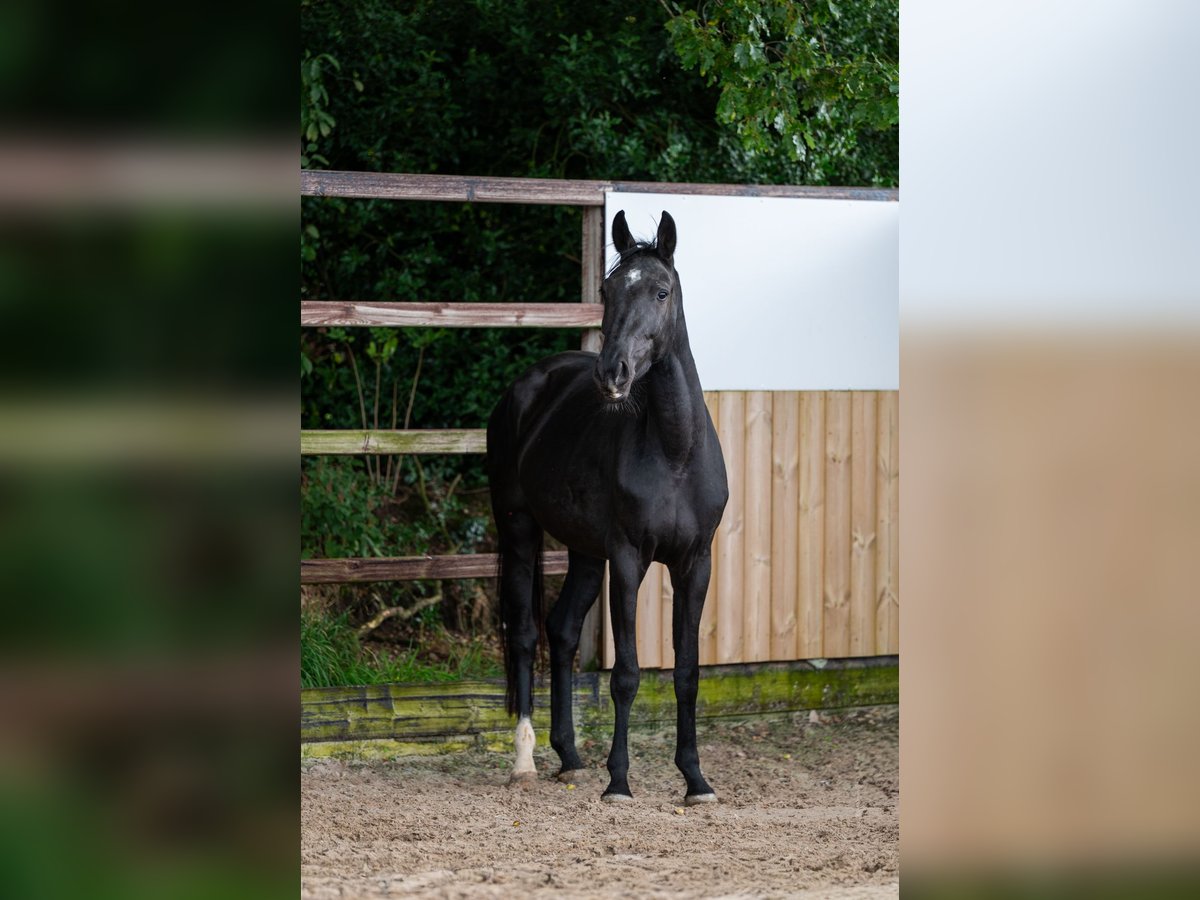 Zangersheider Mare 4 years 15,1 hh Black in GROTE-BROGEL