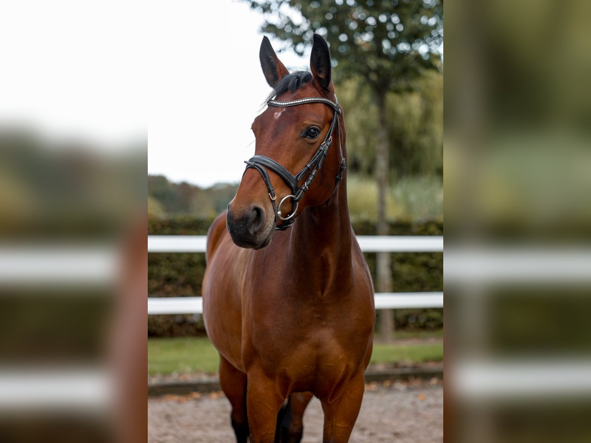 Zangersheider Mare 4 years 15,2 hh Brown in Grefrath
