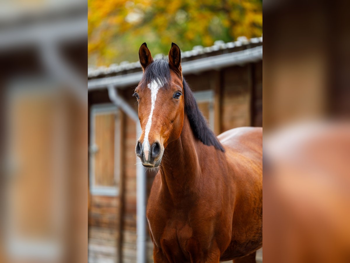 Zangersheider Mare 4 years 15,3 hh Brown in Maastricht