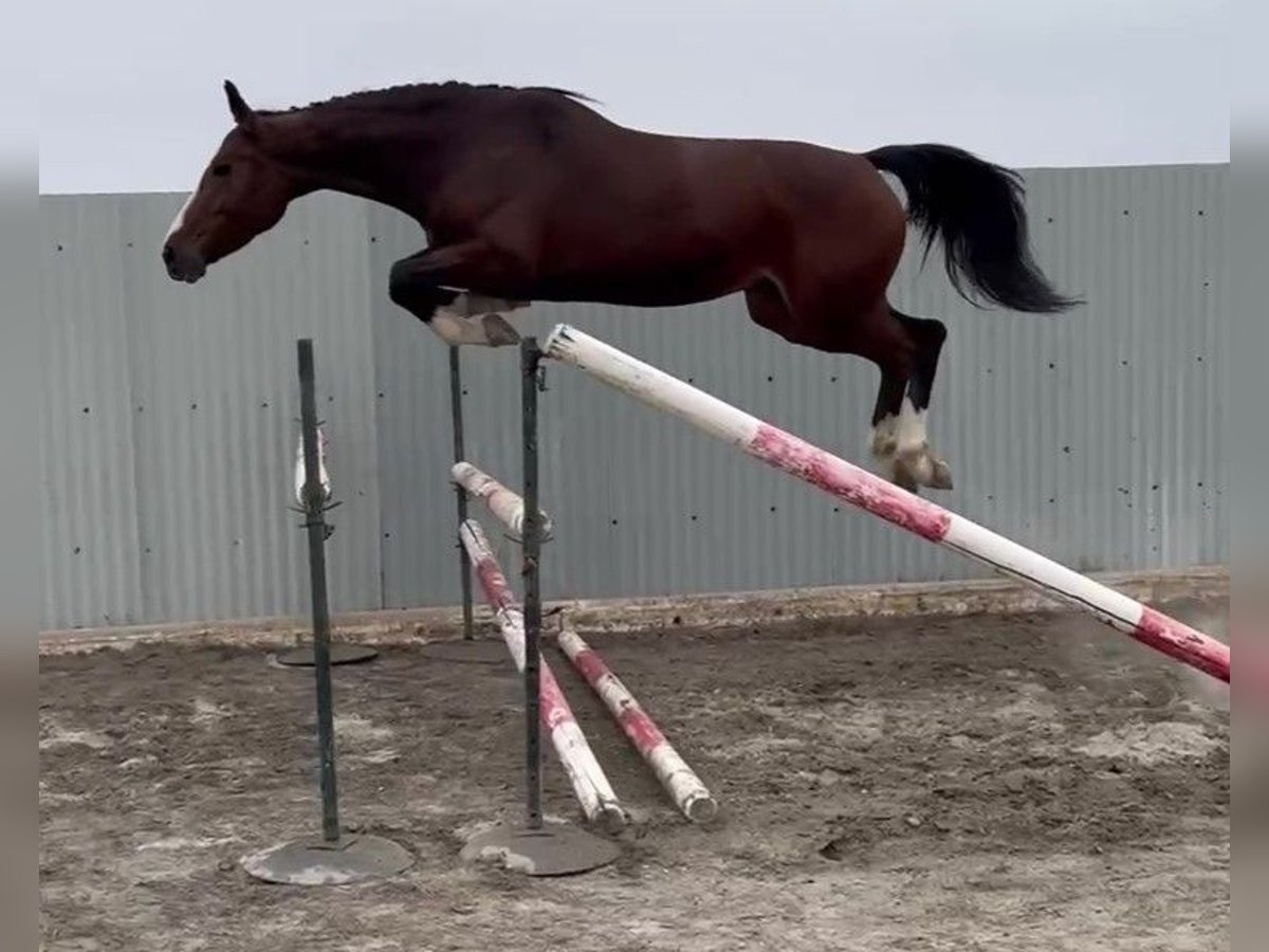 Zangersheider Mare 4 years 16 hh Brown in PORTUGAL