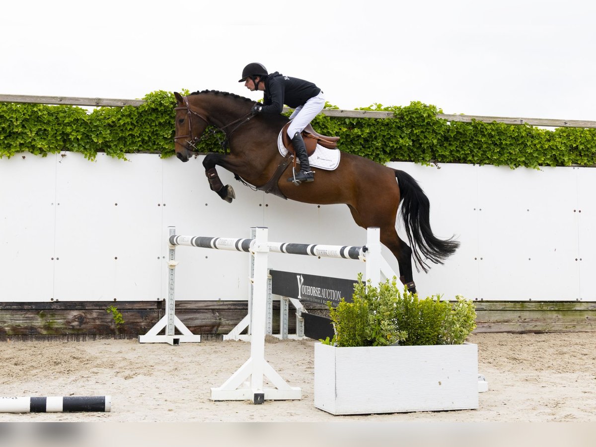 Zangersheider Mare 4 years 16 hh Brown in Waddinxveen