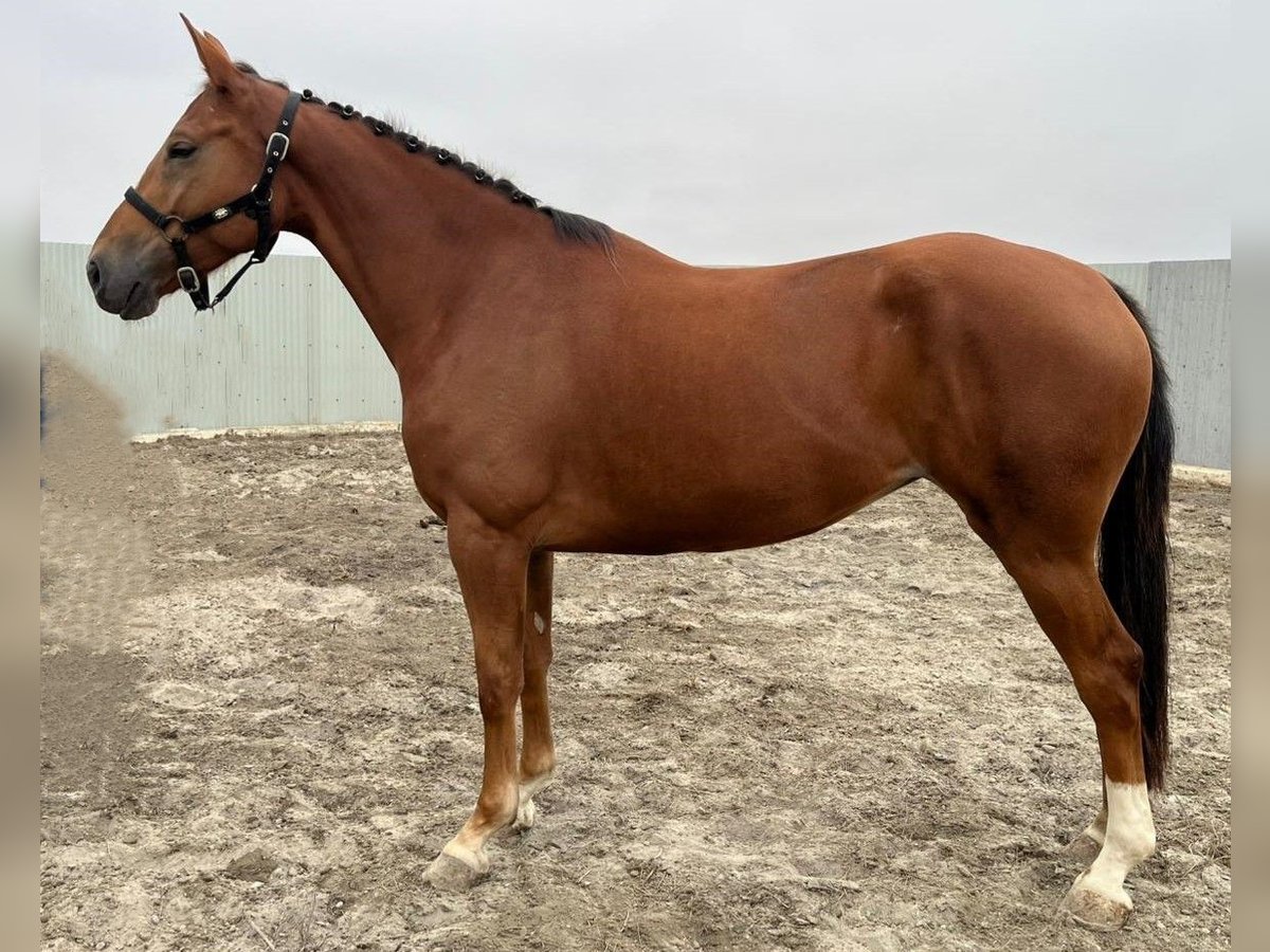 Zangersheider Mare 4 years 16 hh Chestnut-Red in PORTUGAL Zangersheider Mare 4 years 16 hh Chestnut-Red in PORTUGAL