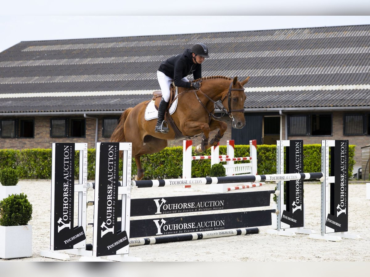 Zangersheider Mare 4 years 16 hh Chestnut-Red in Waddinxveen