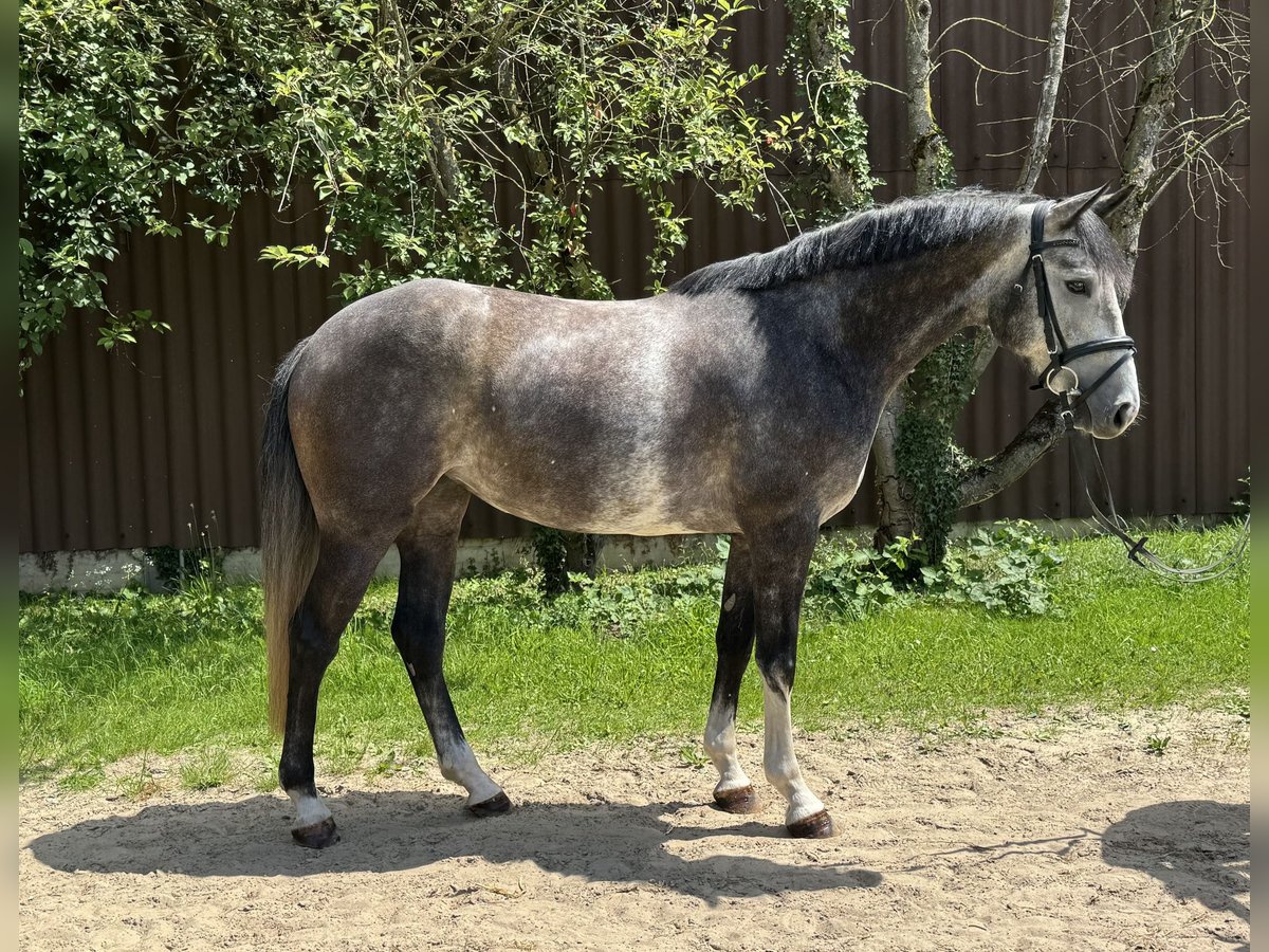Zangersheider Mare 4 years 16 hh Gray in Hoya