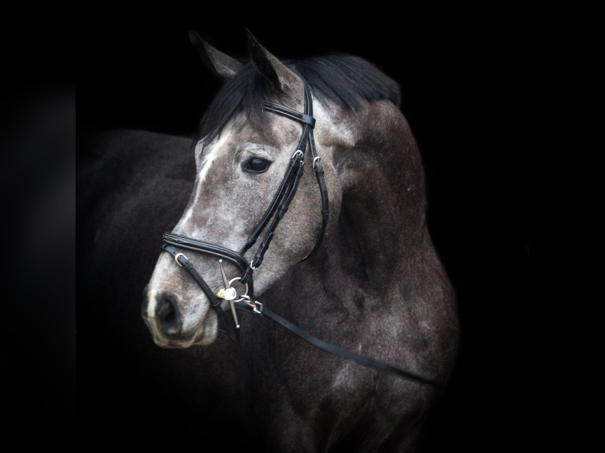 Zangersheider Mare 4 years 16 hh Gray in Stein