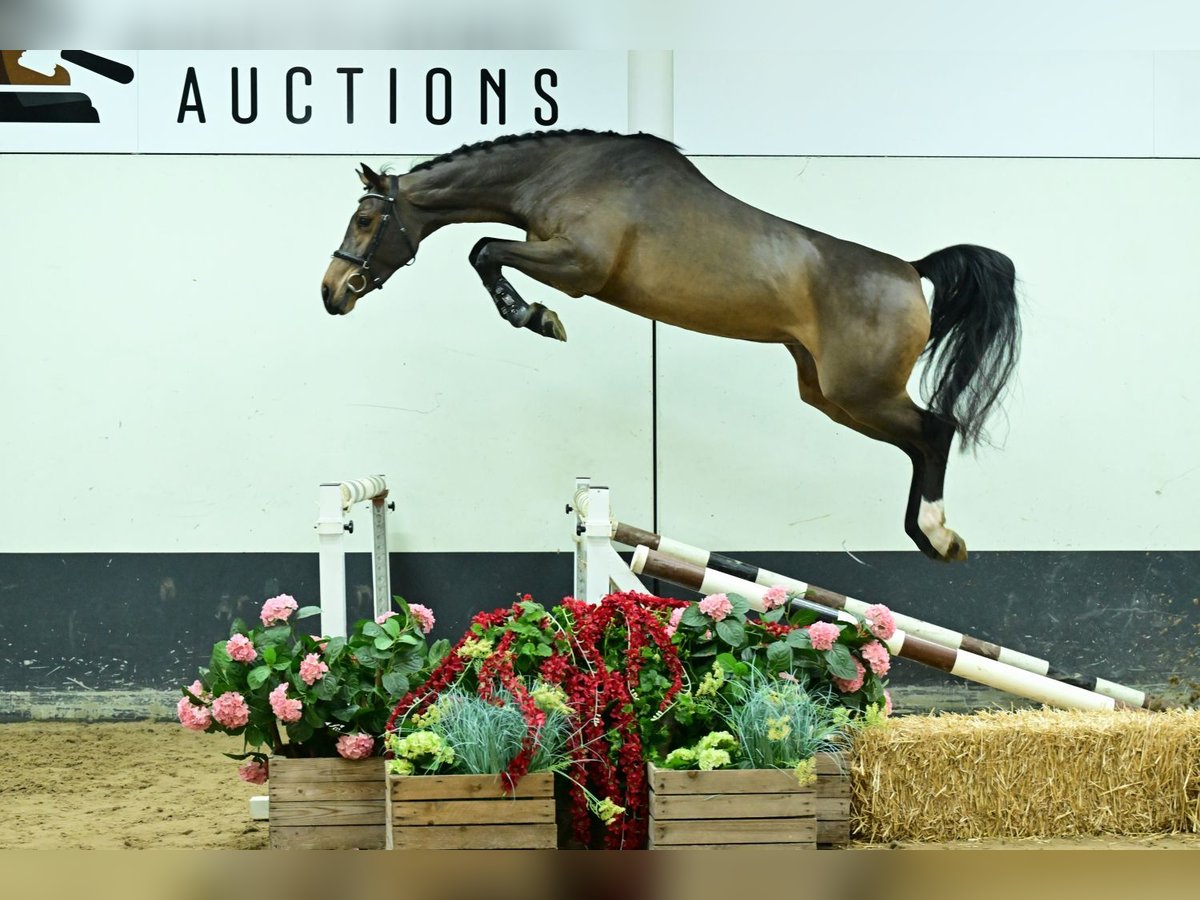 Zangersheider Mare 4 years 16,1 hh Bay-Dark in Bladel