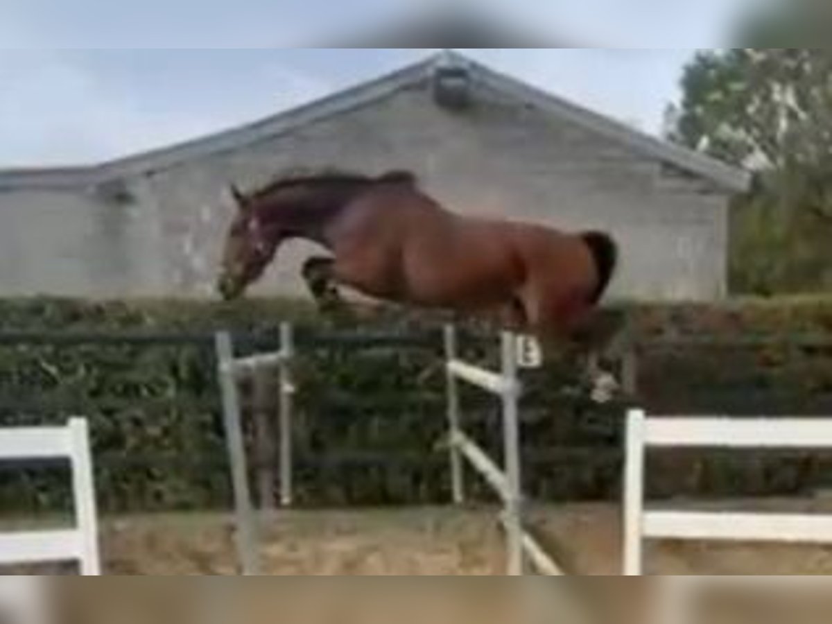 Zangersheider Mare 4 years 16,1 hh Brown in Weelde