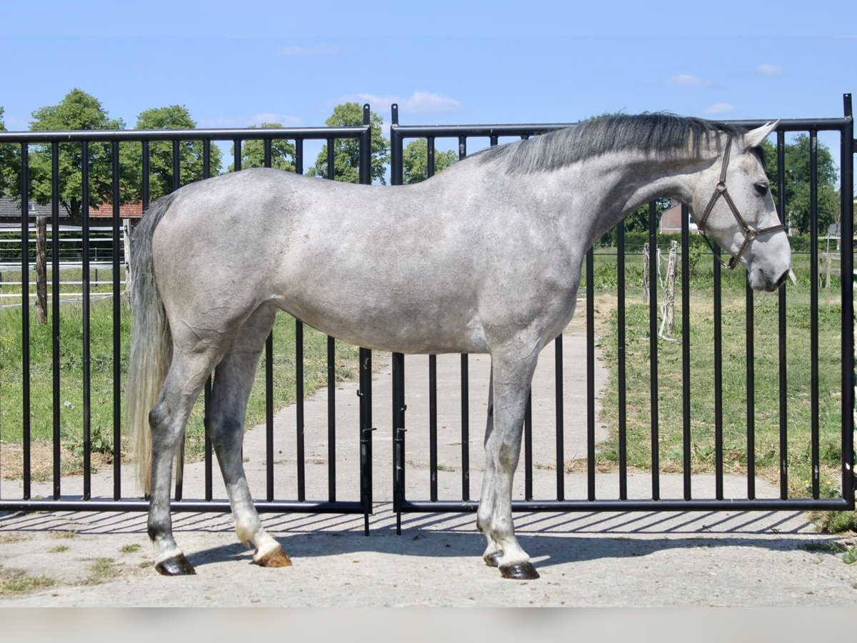 Zangersheider Mare 4 years 16,1 hh Gray in Bladel