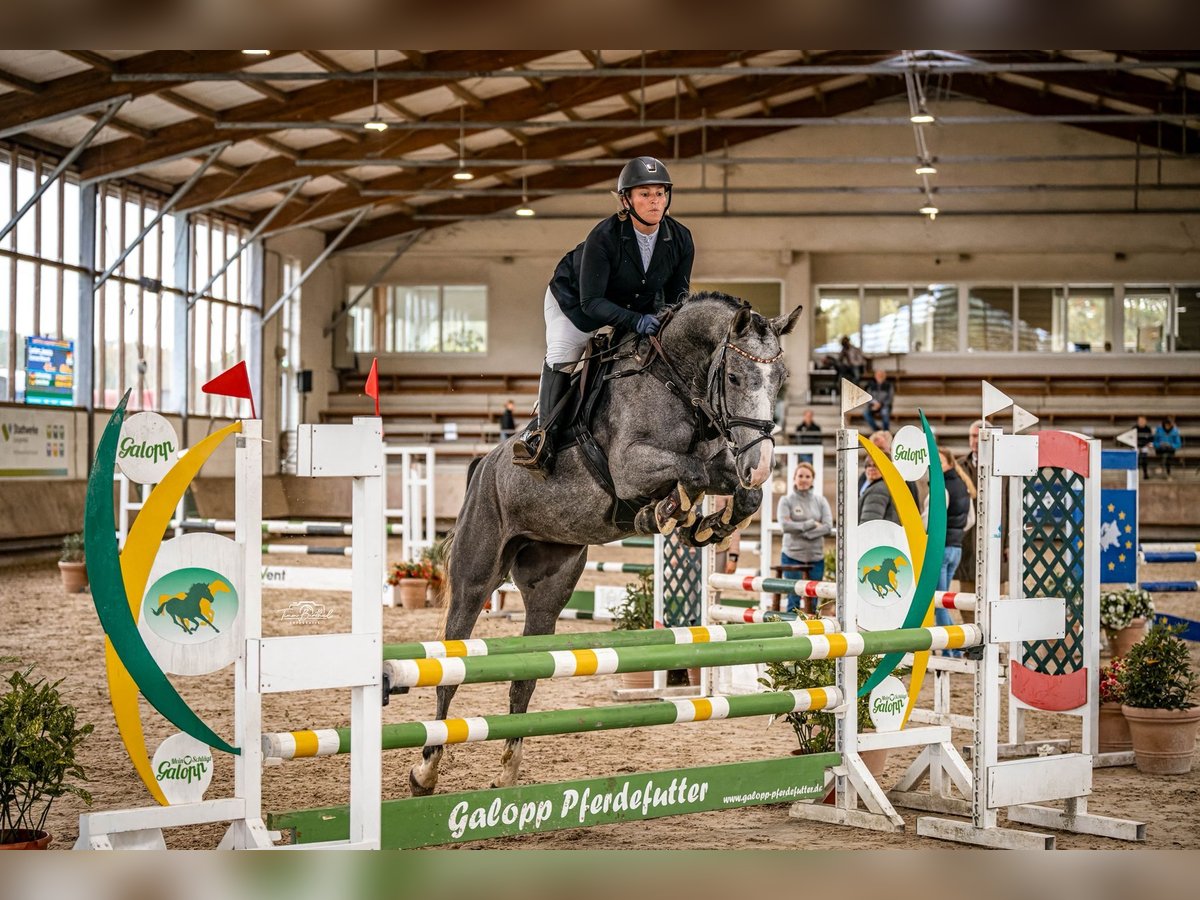 Zangersheider Mare 4 years 16,1 hh Grey in Erkelenz