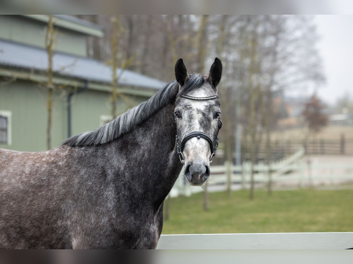 Zangersheider Mare 4 years 16,1 hh Grey in Serock