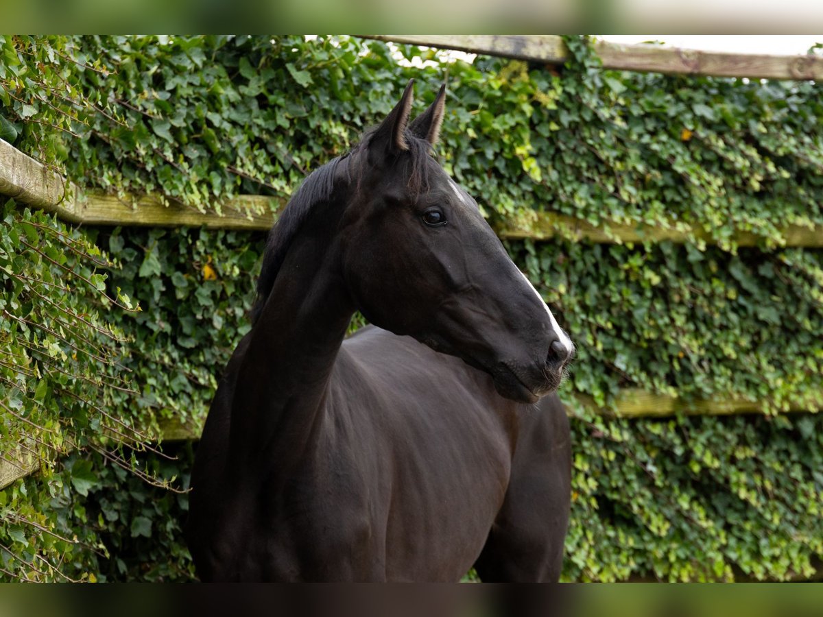 Zangersheider Mare 4 years 16,2 hh Black in Waddinxveen Zangersheider Mare 4 years 16,2 hh Black in Waddinxveen