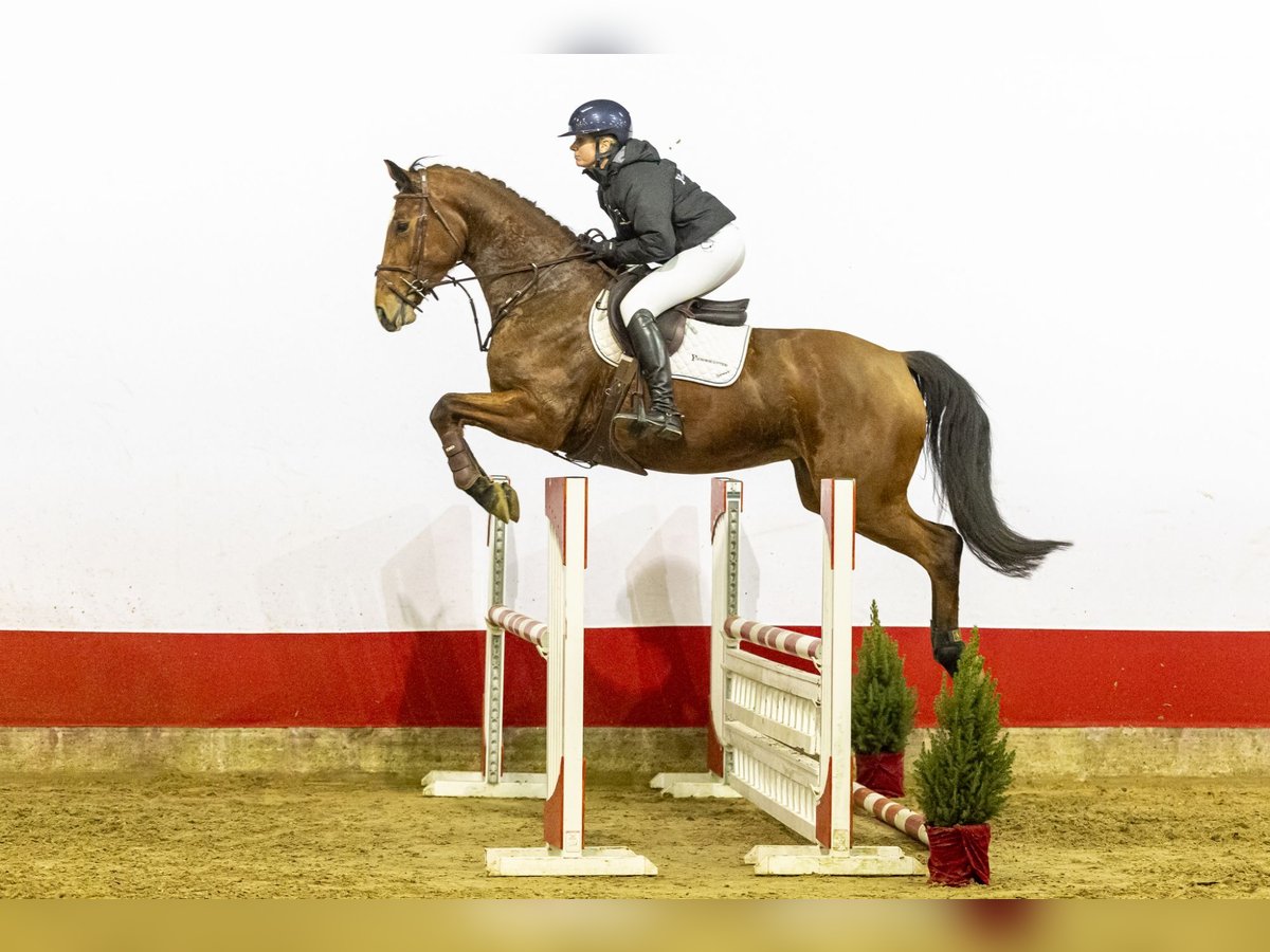 Zangersheider Mare 4 years 17 hh Brown in Waddinxveen