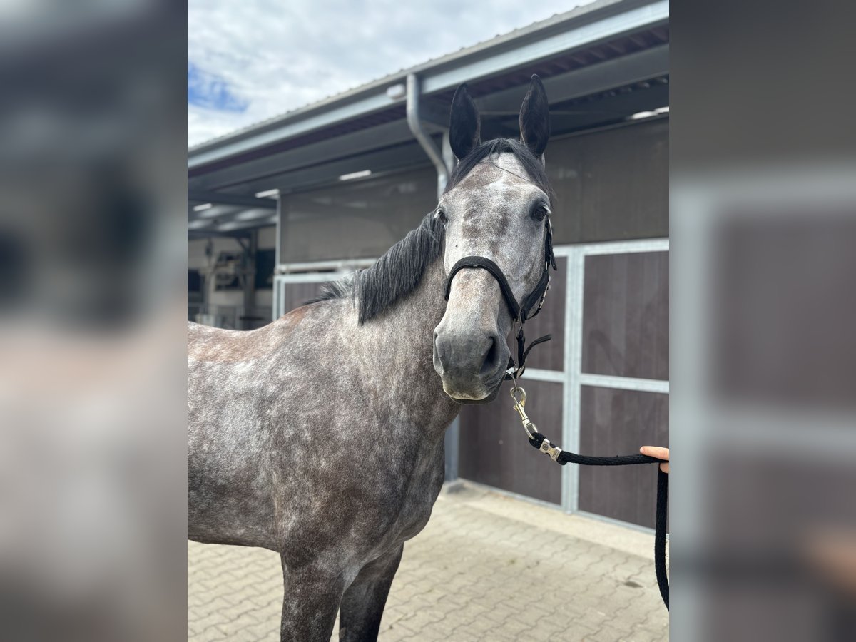 Zangersheider Mare 4 years 17 hh Gray-Dapple in Krefeld