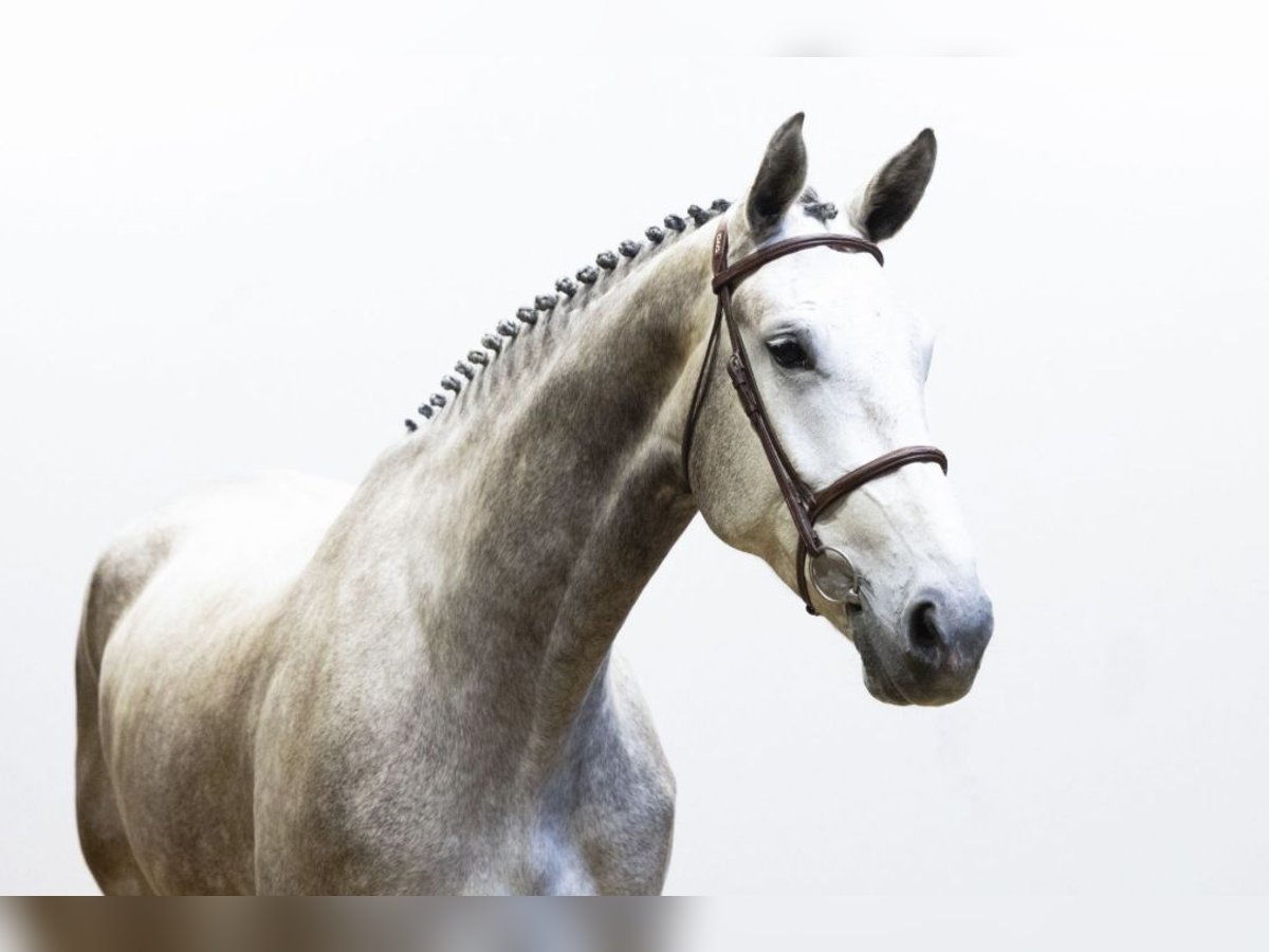 Zangersheider Mare 4 years 17 hh Grey in Titz