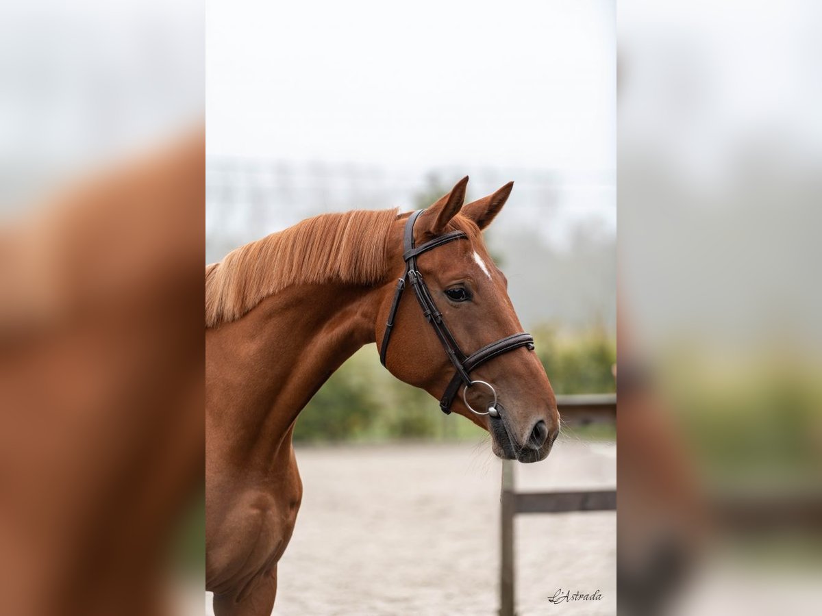 Zangersheider Mare 4 years Chestnut-Red in Bladel