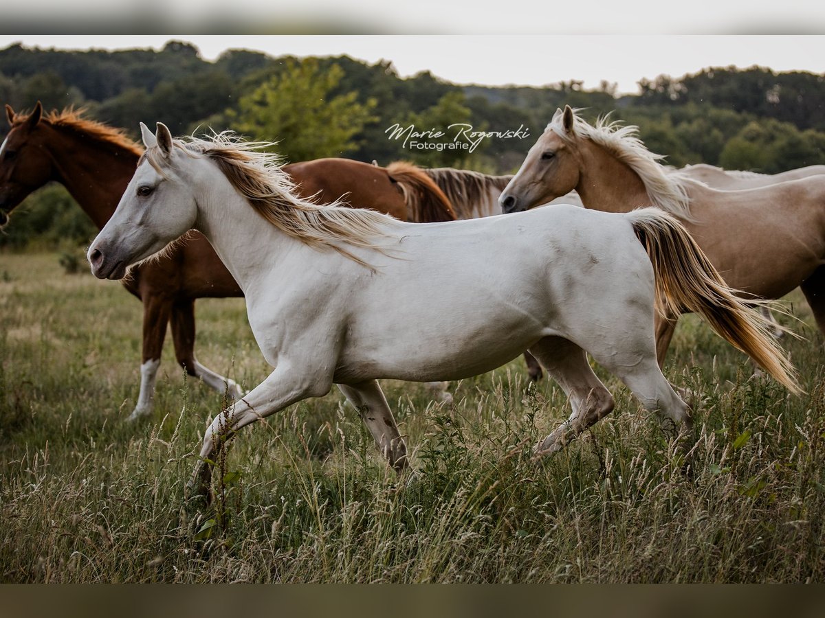 Zangersheider Mare 5 years 15 hh Champagne in Beaumont pied-de-boeuf