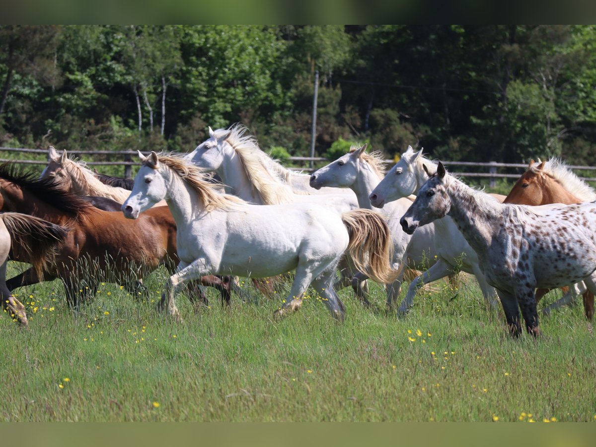 Zangersheider Mare 5 years 15,2 hh Champagne in Beaumont pied-de-boeuf