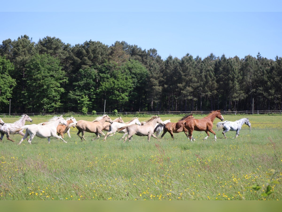 Zangersheider Mare 5 years 15,2 hh Cremello in Beaumont pied-de-boeuf